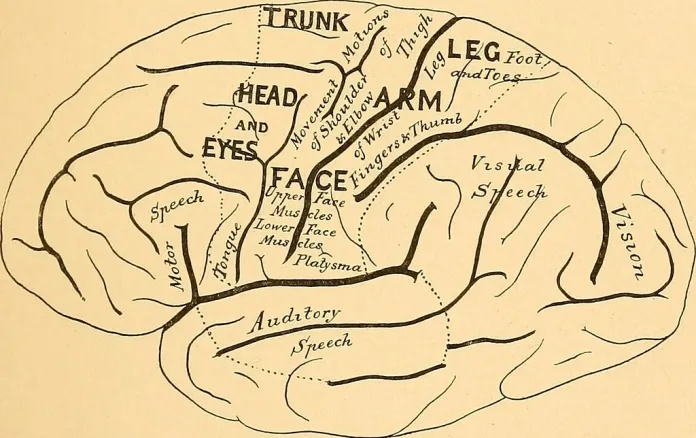 0 areas cerebro