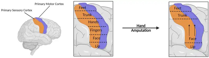 1 hipotesis de reorganizacion cortical